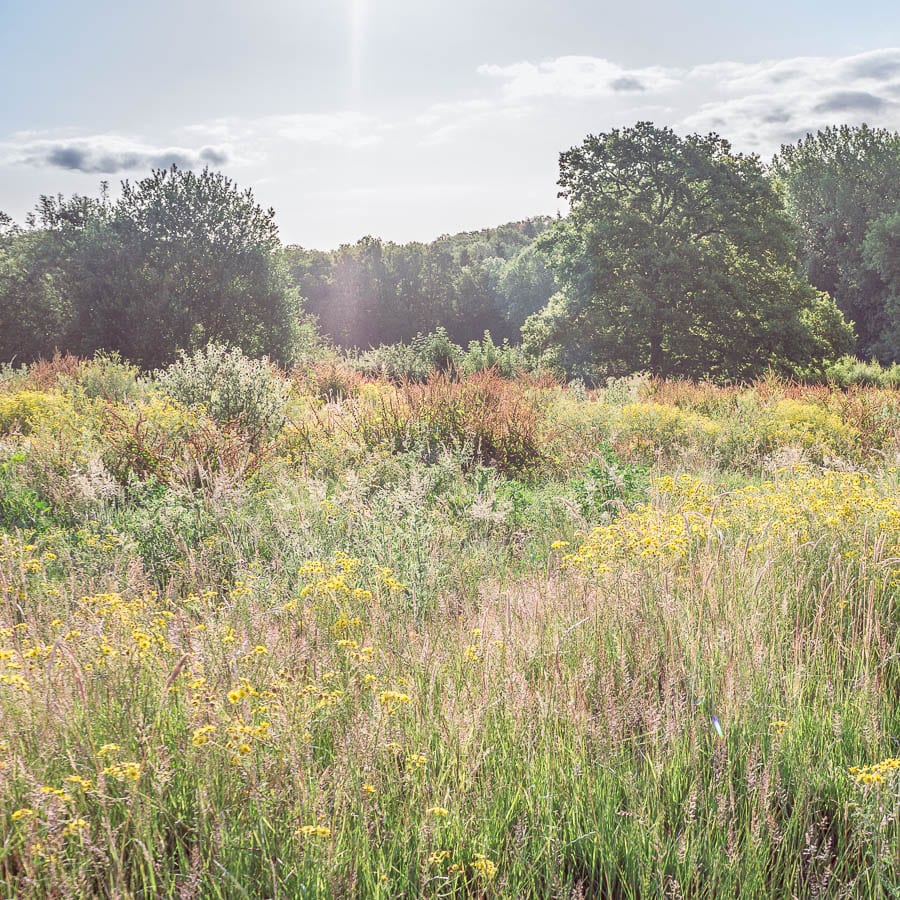 Meadow and woods