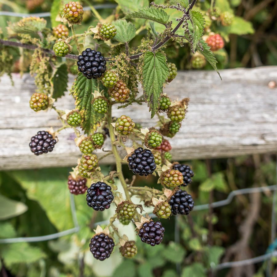 Ripening blackberries