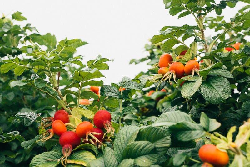 Rosehips in shrubs