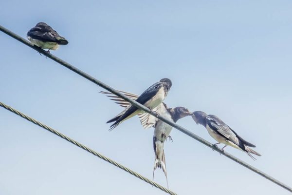 Swallow feeding fledgling