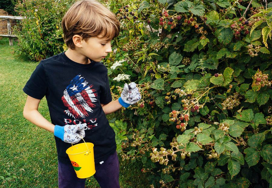 Theo collecting blackberries