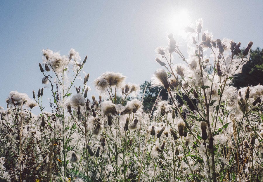 Thistles covered in white seeds