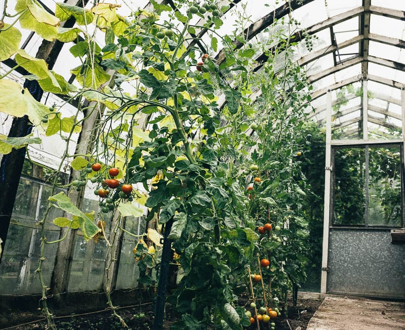 Tomatoes in greenhouse