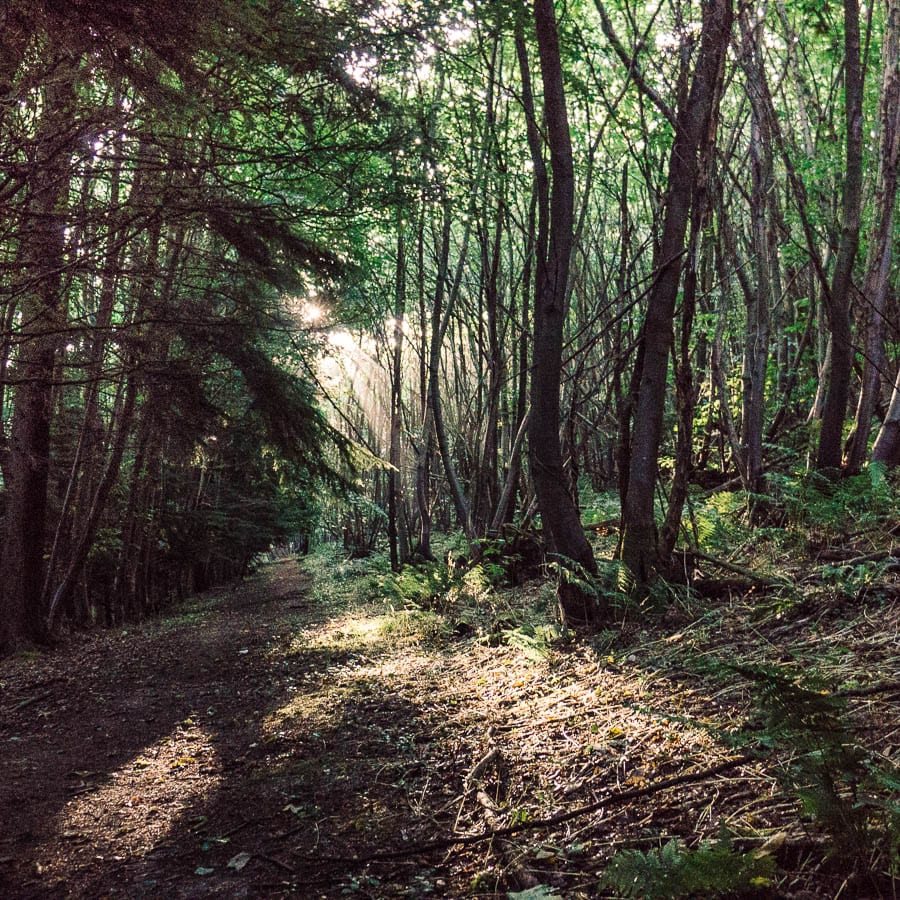 Woodland path with ray of light