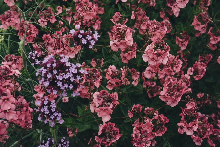 Above view flowers