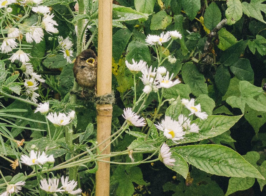 Baby bird in flowers