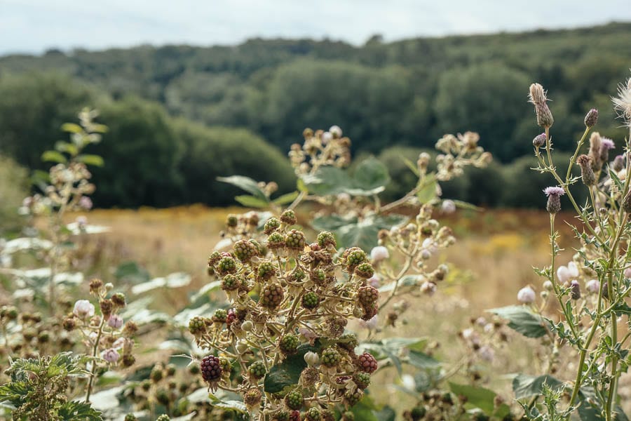 Blackberries and thistles