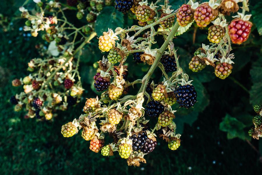 Blackberries hanging in bunches