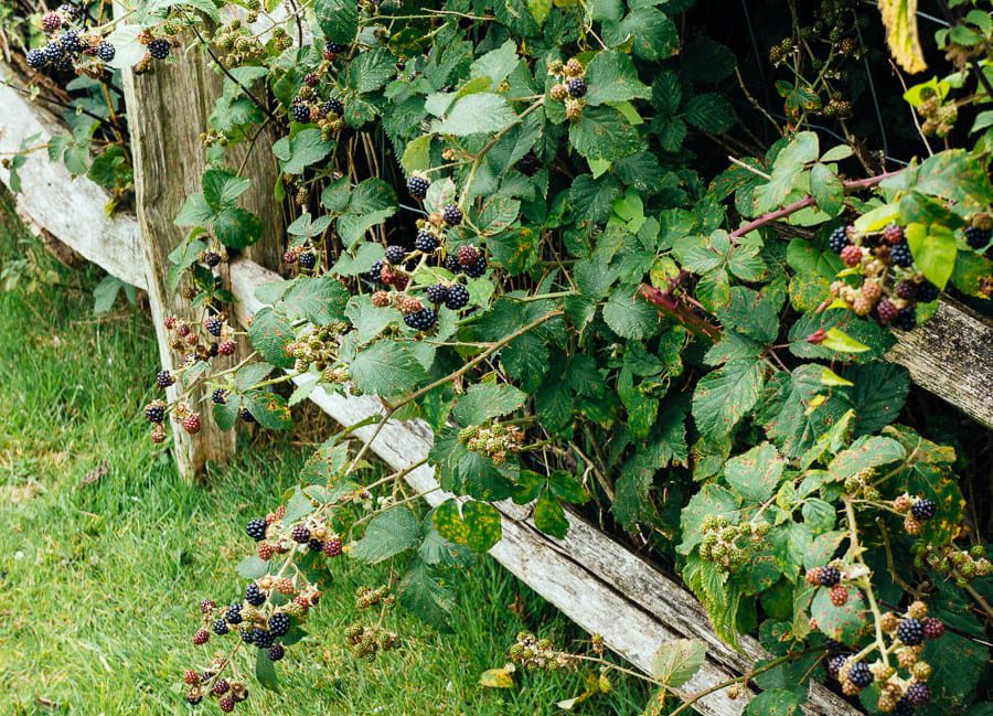 Blackberries under fence