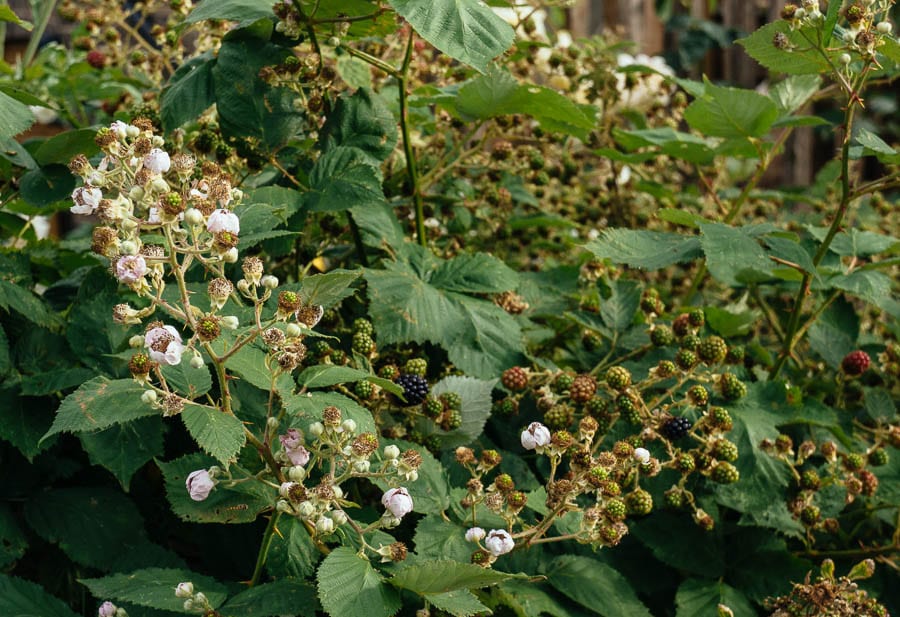 Bramble shrub covered in blackberries