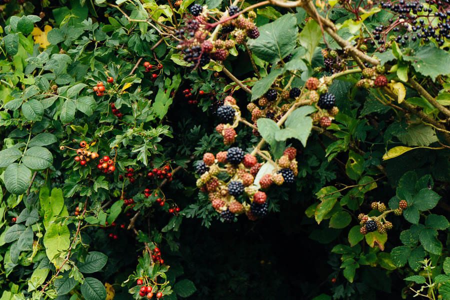 Blackerries and berries in hedge