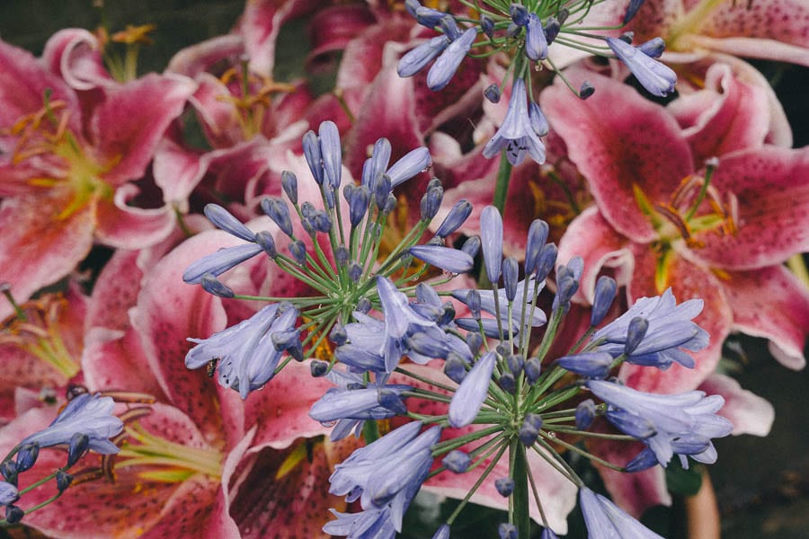 Agapanthus flowers