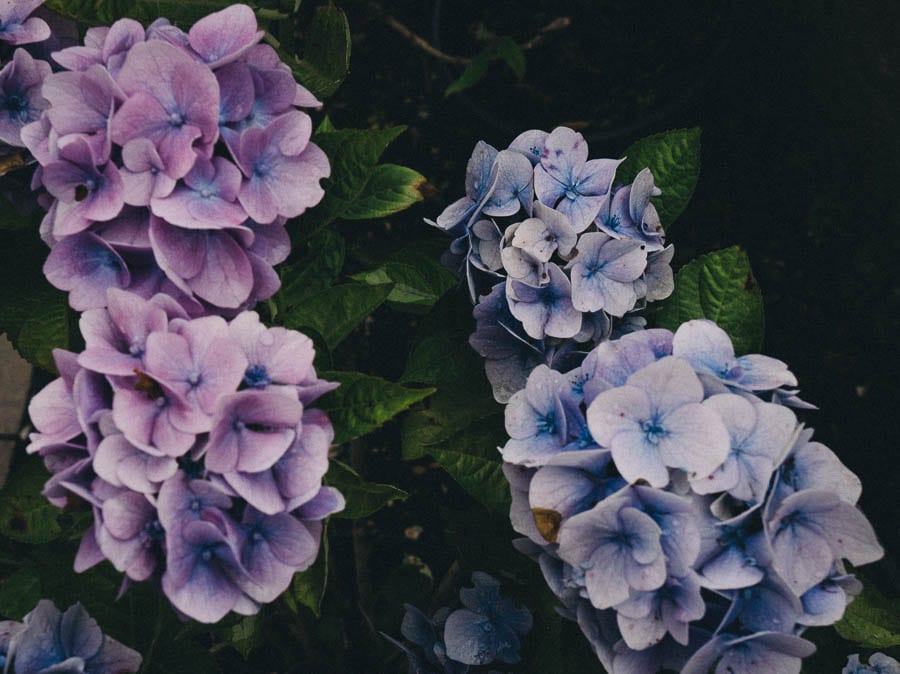 Blue and pink hydrangea