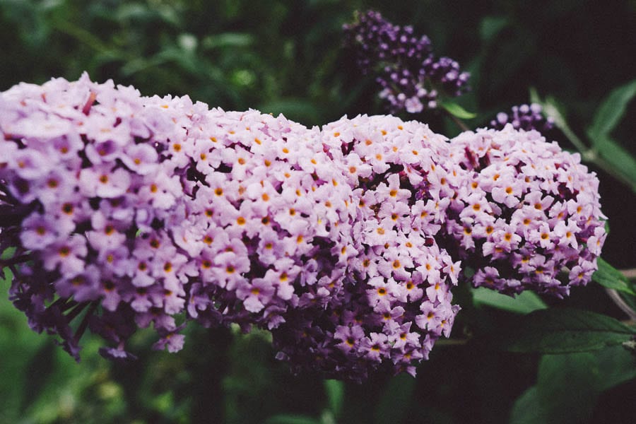 Buddleia