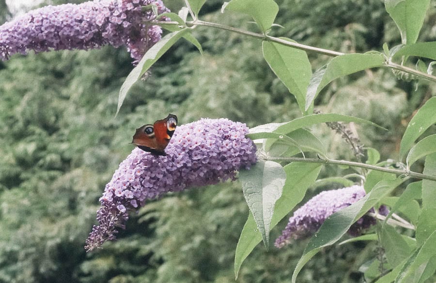 Butterfly and buddleja