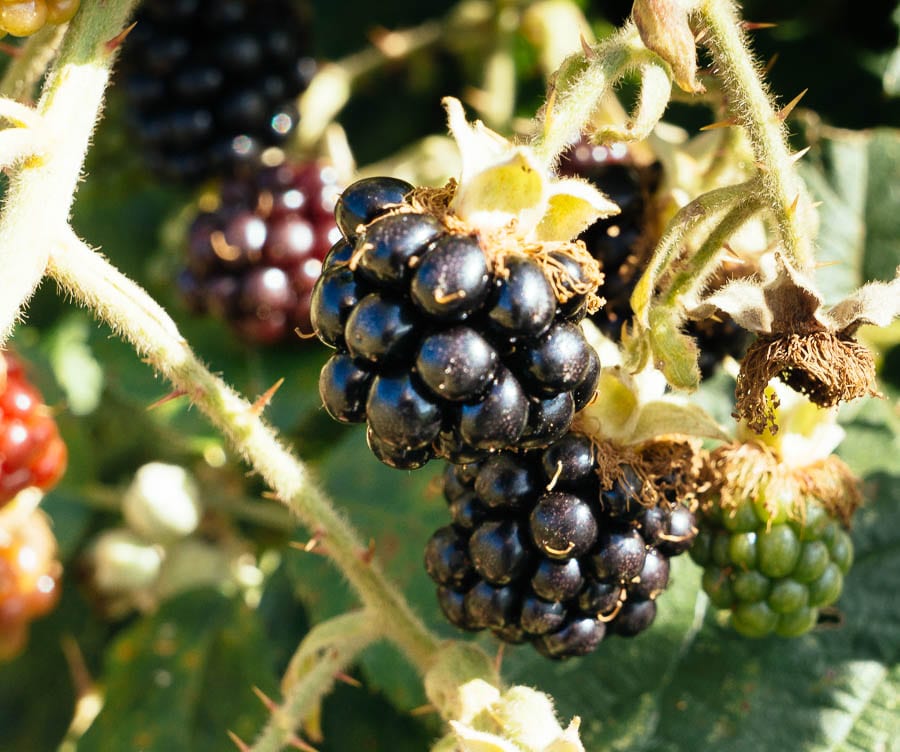 Close up blackberries