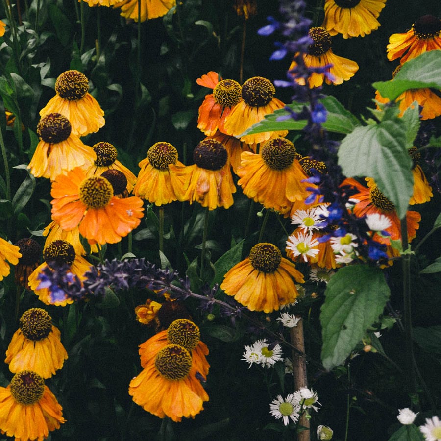 Helenium mixed in flower bed