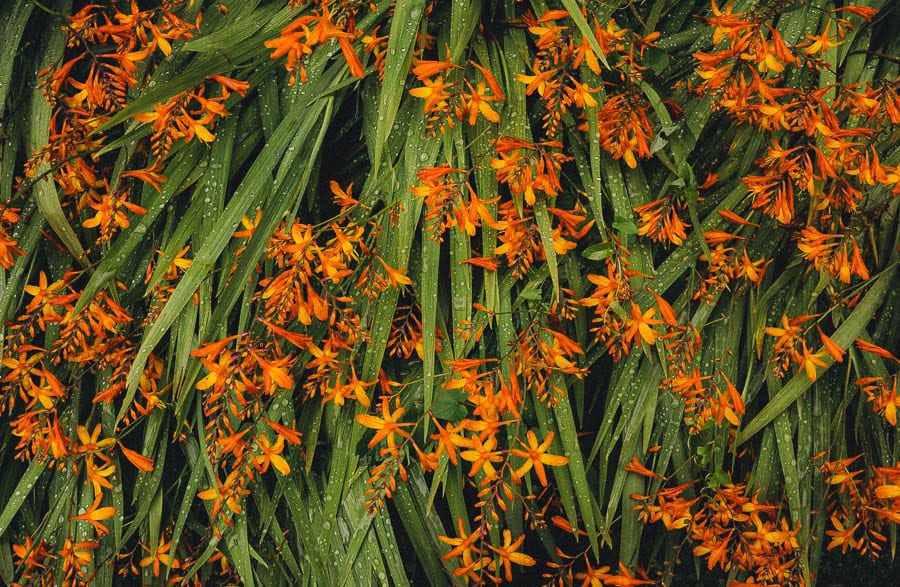 Crocosmia and raindrops