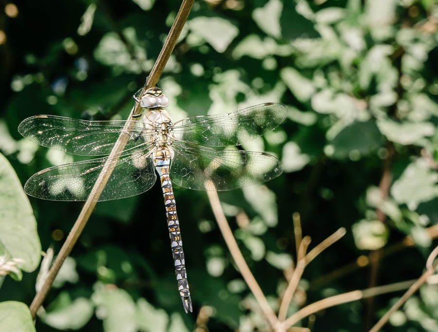 Dragonfly on leaf branch