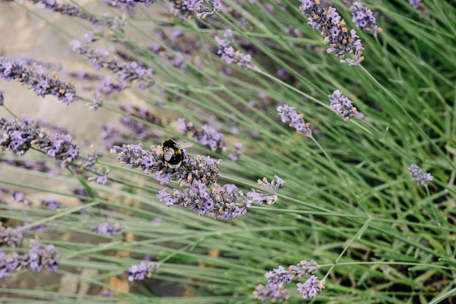 Lavendar bush with bee