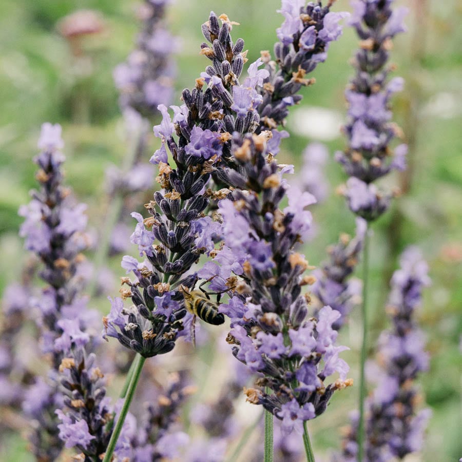 Lavender with bee