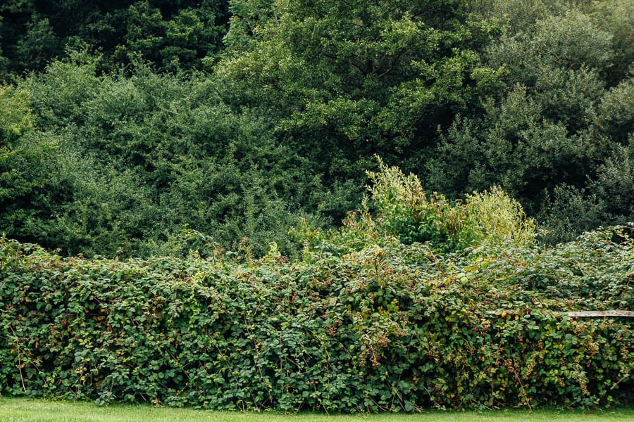 Long blackberry hedge in our garden