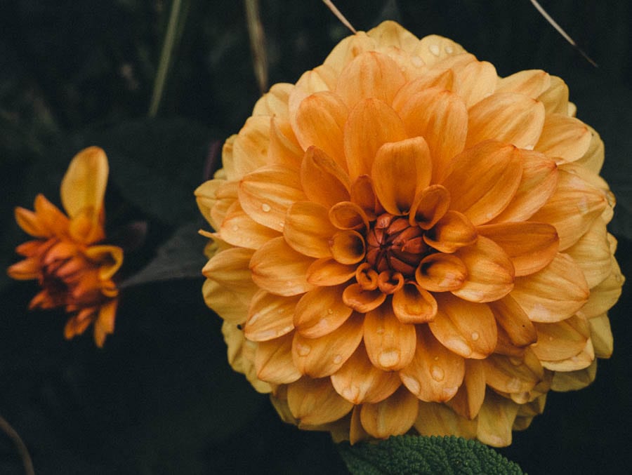 Orange Dahlia flowers