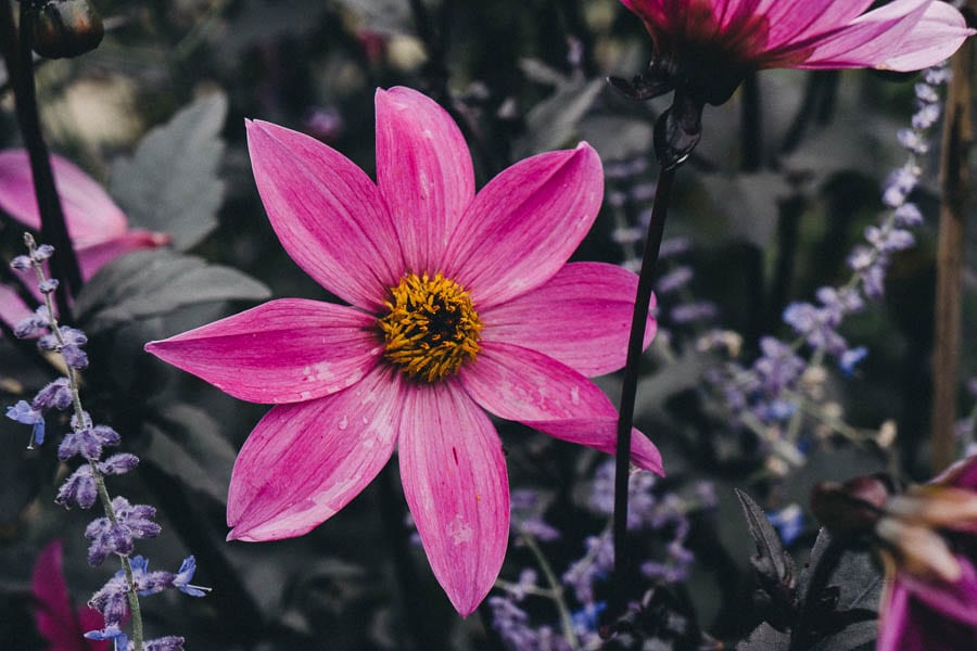 Pink flower with raindrops