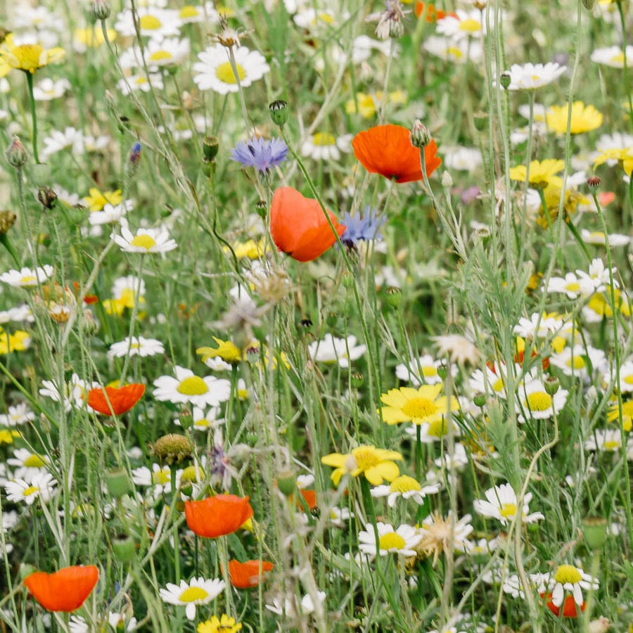 Wild flowers in field