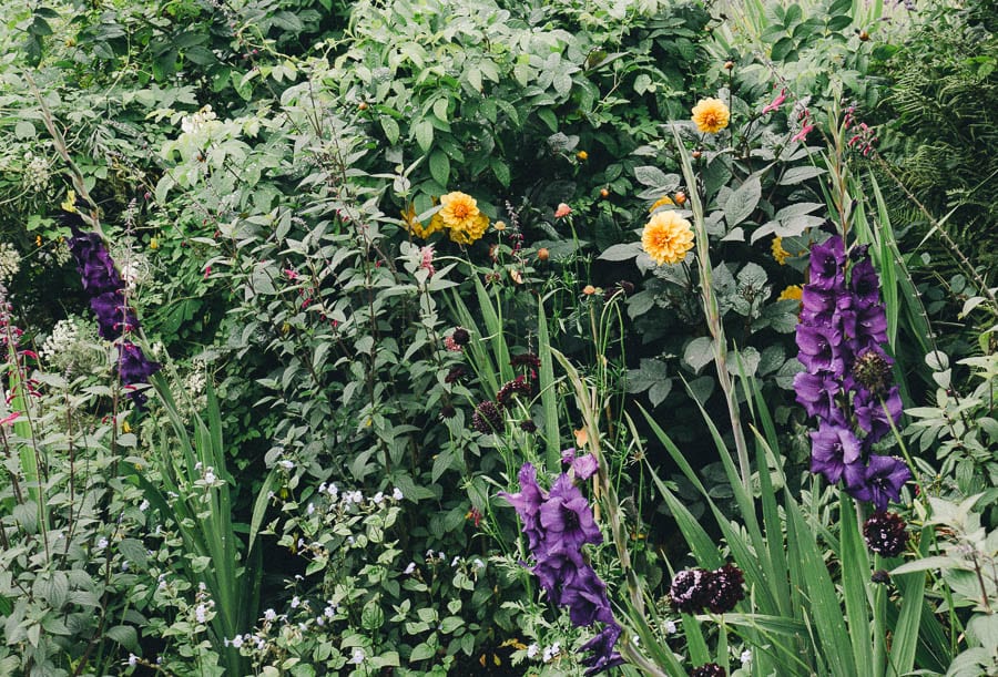 Purple and orange flowers in flowerbed