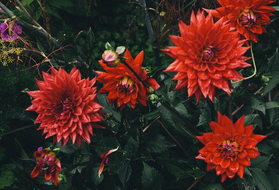 Red dahlias and raindrops