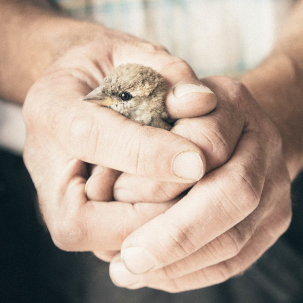 rescued sparrow held in hands