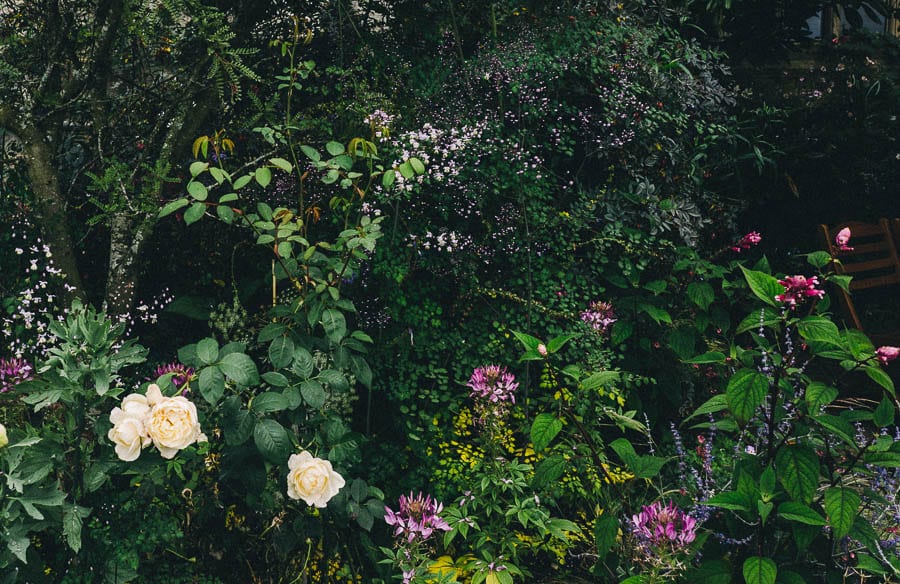 Roses and mixed border