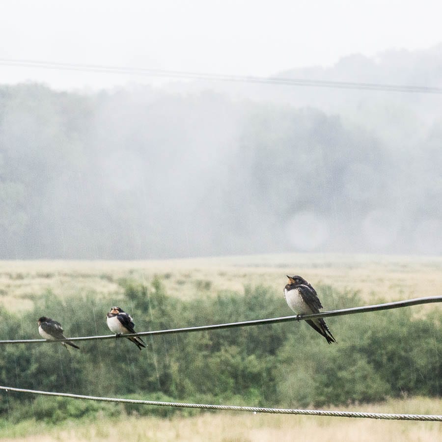 Swallows in thunderstorm