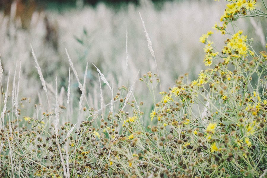 Wild flowers and grass