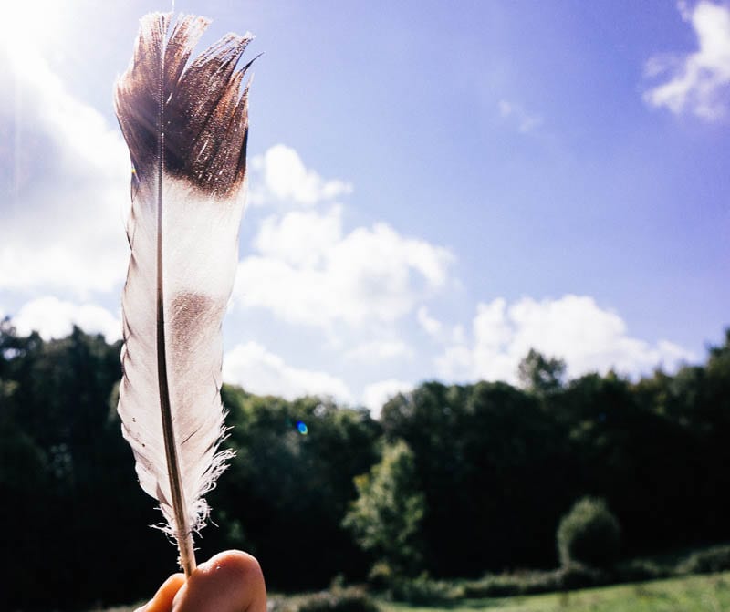 Bird feather