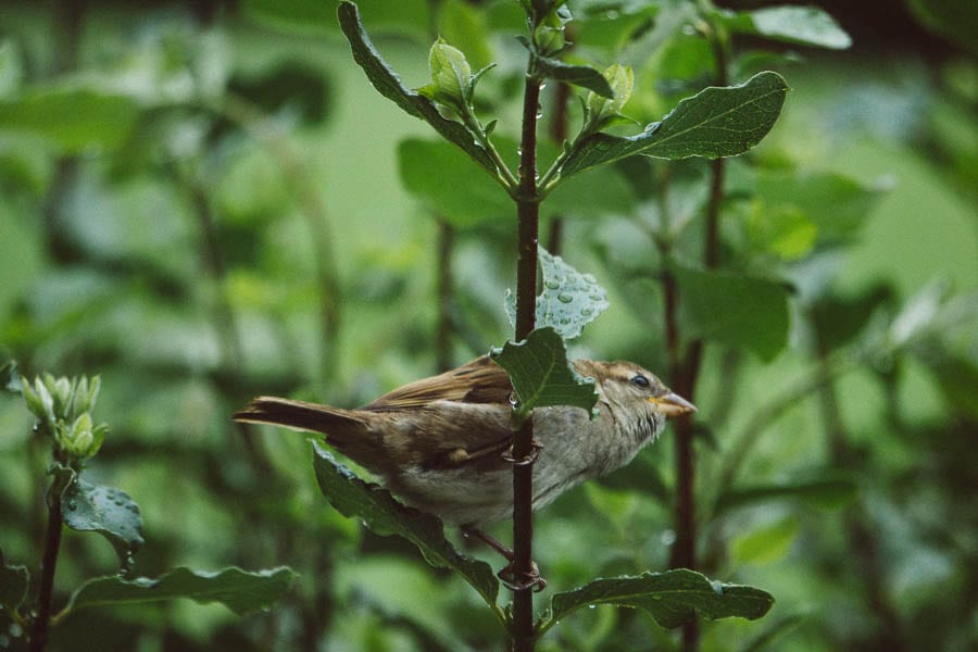 Bird in hedgerow