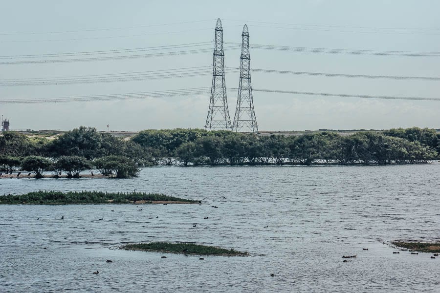 Birds in lake RSPB Dungeness