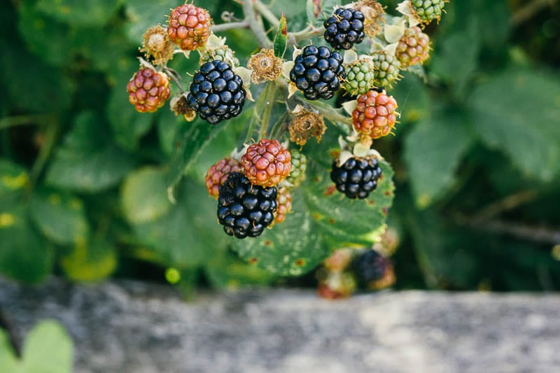 Blackberries on branch