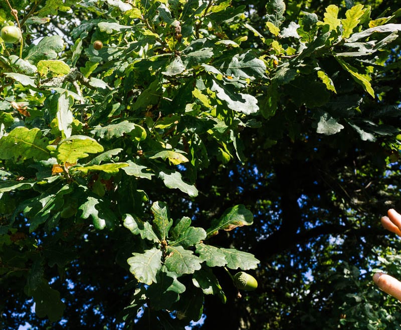 Child reaching for acorn