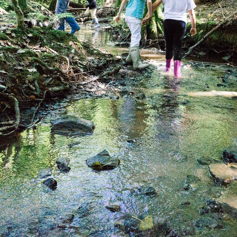 Children exploring woods