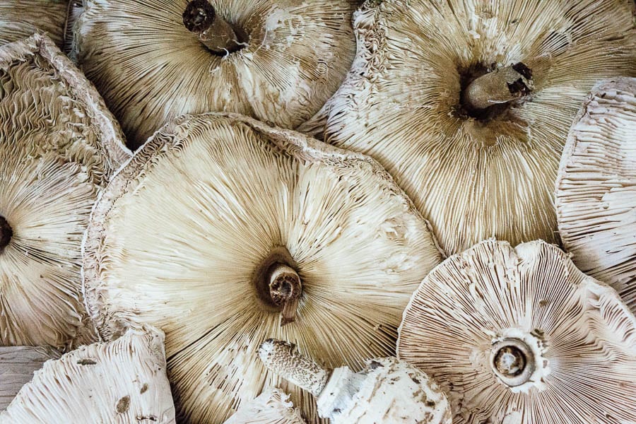 Close up cut Parasol mushrooms