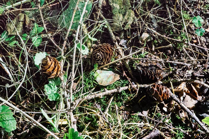 Cones on ground in woods