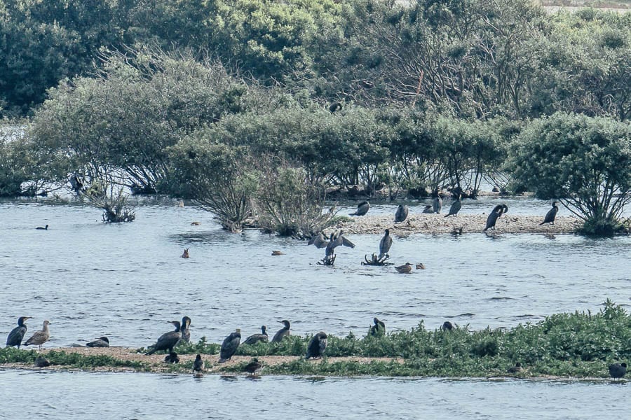 Cormorants RSPB Dungeness