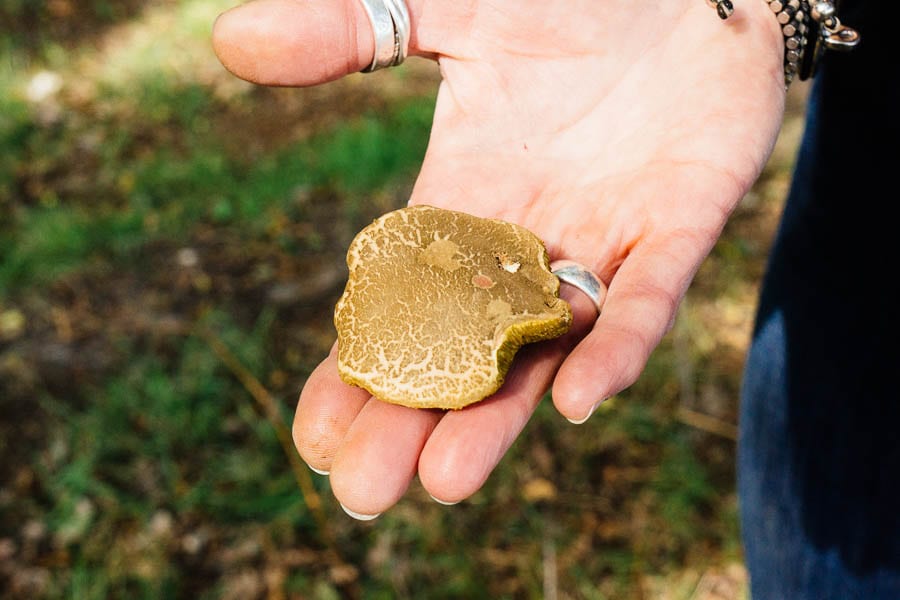 Red Cracked Bolete in hand