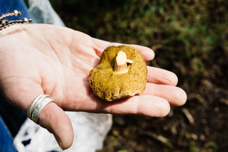 Red Cracked Bolete underneath