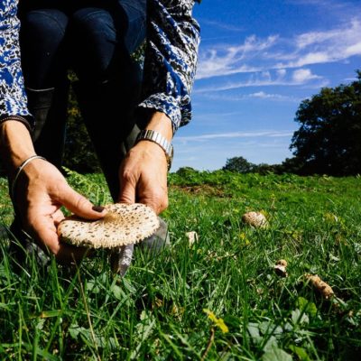 Cutting a parasol mushroom in a field