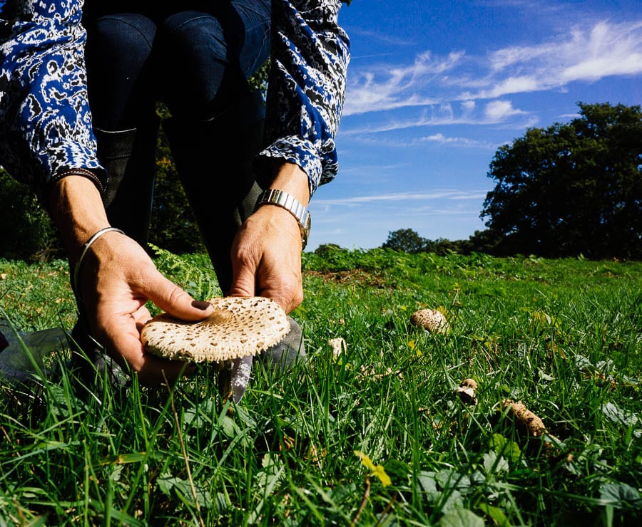 Cutting a parasol mushroom in a field