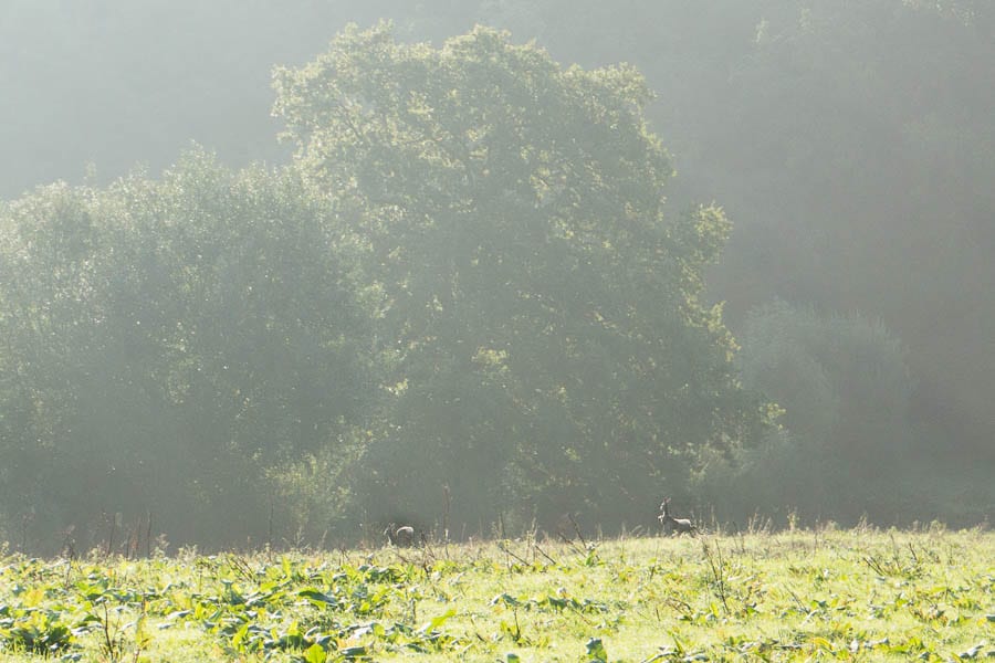 Deer running to hedgerow