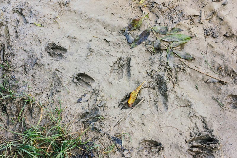 Deer tracks in mud